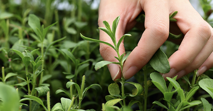 Stefiatruly - Natural Sugar replacement